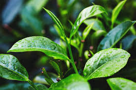 Tea Tree